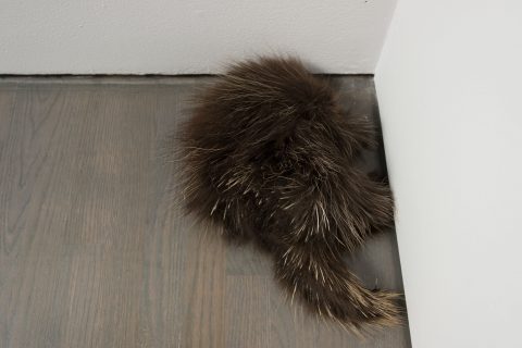 Fatigues, 2014, Mounted animals, 3 elements (White-tailed deer, American red fox, North American porcupine).