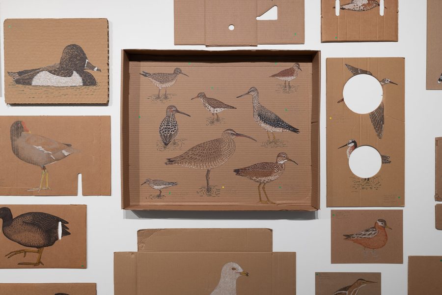 Maria Ezcurra, <i>Migrants néotropicaux</i>, 2018-2024
